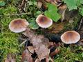 Mycena_zephyrus_bp2591