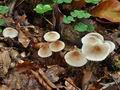 Mycena_zephyrus_bp2608