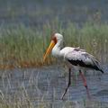 Mycteria_ibis_bb1087