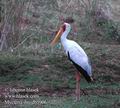 Mycteria_ibis_db5906