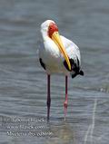 Mycteria_ibis_ed8696