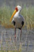 Mycteria_ibis_ed8700