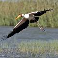 Mycteria_ibis_fb0927