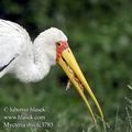 Mycteria_ibis_fc3785