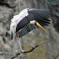 Mycteria_ibis_fc3936