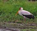 Mycteria_ibis_pa2170271