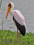 Mycteria_ibis_pa2170361