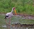 Mycteria_ibis_pa2190304