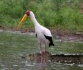 Mycteria_ibis_pa2190306