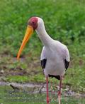 Mycteria_ibis_pa2190321