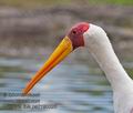 Mycteria_ibis_pa2190325