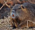 Myocastor_coypus_bt2680