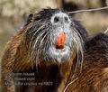 Myocastor_coypus_mc1823