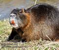 Myocastor_coypus_mc1832