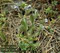 Myosotis_ramosissima_4854