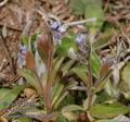 Myosotis_stricta_aa6545