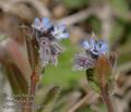 Myosotis_stricta_aa6551