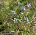 Myosotis_stricta_ab2635