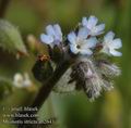 Myosotis_stricta_ab2643