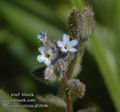 Myosotis_stricta_ab2646