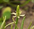 Myosurus_minima_bt5534