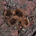 Myotis_daubentonii_bc2384