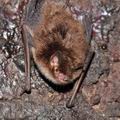 Myotis_daubentonii_bc2385