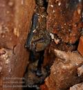 Myotis_daubentonii_hc1458