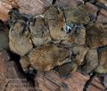 Myotis_daubentonii_hc1480