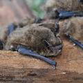 Myotis_daubentonii_hc1487