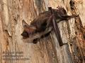 Myotis_myotis_hh3264