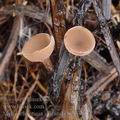 Myriosclerotinia_sulcatula_bc1195