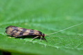 Mystacides_longicornis_dy3724s