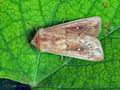 Mythimna_albipuncta_hy7627