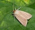 Mythimna_pallens_a5668