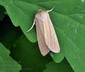 Mythimna_pallens_bs6503
