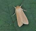 Mythimna_pallens_bv3181