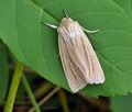 Mythimna_straminea_bu4084
