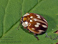 Myzia_oblongoguttata_a4724