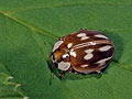 Myzia_oblongoguttata_a4727