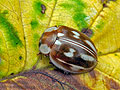 Myzia_oblongoguttata_bm0710
