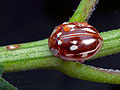 Myzia_oblongoguttata_bs5728
