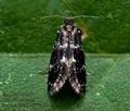 Narycia_duplicella_cu5056s