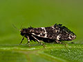 Narycia_duplicella_dx7745s