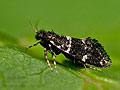 Narycia_duplicella_dx7755s