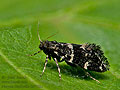 Narycia_duplicella_dx7762s