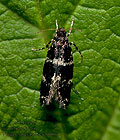 Narycia_duplicella_dx7792s