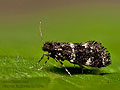 Narycia_duplicella_dx7804s