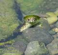 Natrix_tessellata_e0727