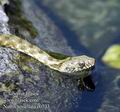 Natrix_tessellata_e0733